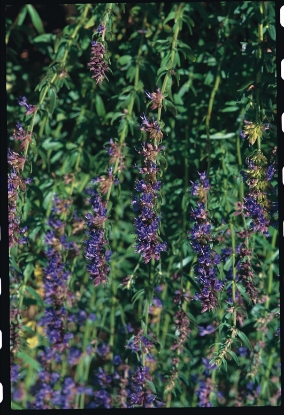 Picture of Hyssop